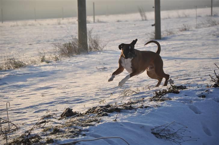 Boxer Qato billede 15