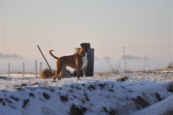 Boxer Qato billede 16