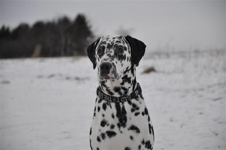 Dalmatiner Rico billede 18