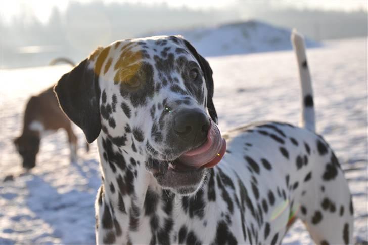 Dalmatiner Rico billede 19