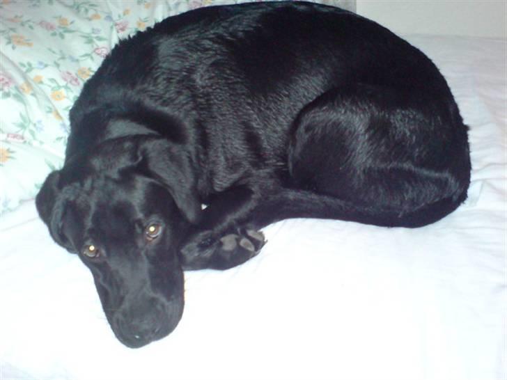 Labrador retriever Max (16.06.2008 - 10.06.2020) billede 9