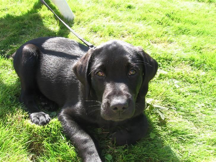 Labrador retriever Max (16.06.2008 - 10.06.2020) billede 10