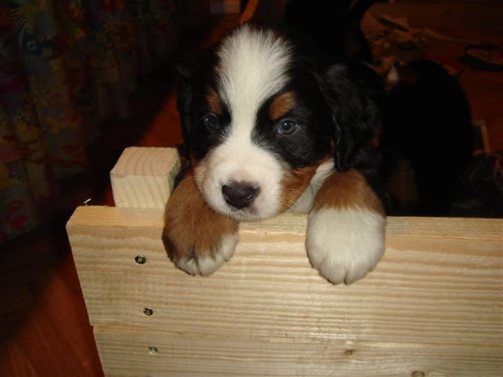 Berner sennenhund Lucas - Her er jeg hjemme hos min hunde mor. Jeg kan snart hoppe op af kassen selv. 6 uger. billede 15