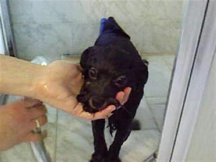 Løwchen Coco - Det er en lille hund der gemmer sig under al den pels.. billede 10