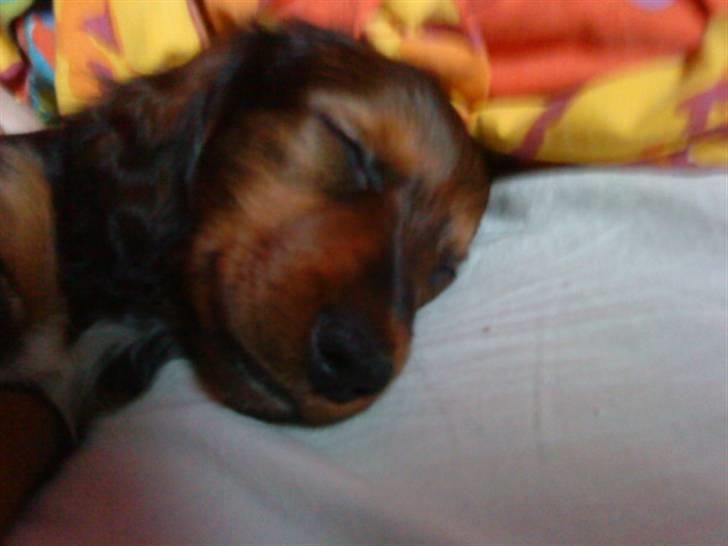 Dværggravhund Noah - godnat <3 billede 4