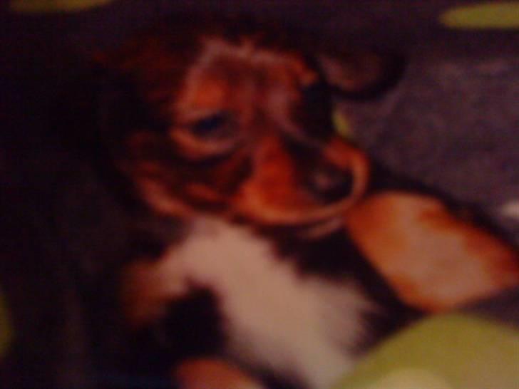 Dværggravhund Noah - jeg kan ikke sove vuf vuf  billede 5