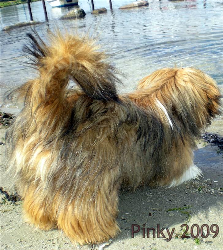 Lhasa apso *Pinky* billede 12