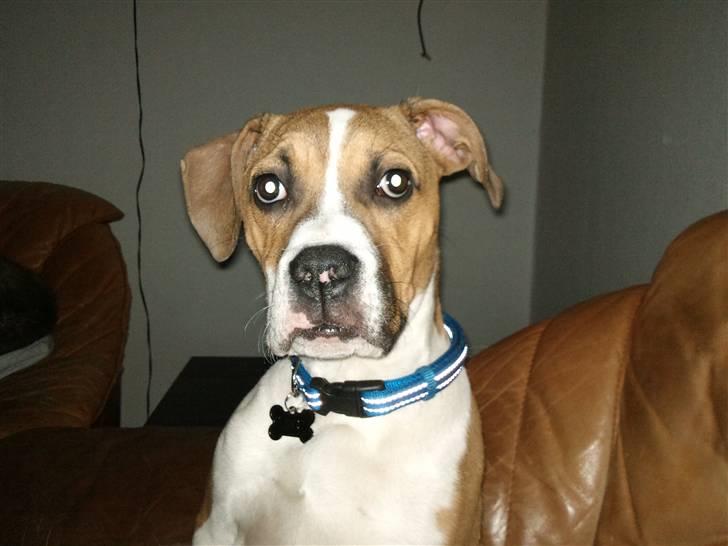 Amerikansk bulldog bubbi billede 1