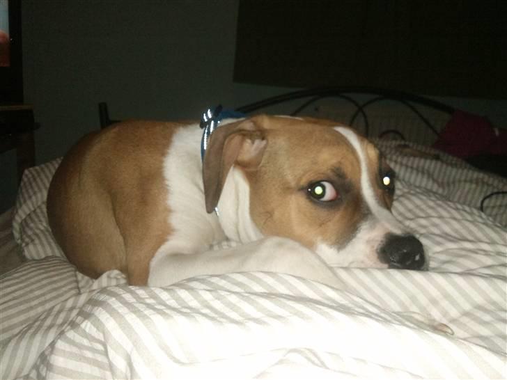 Amerikansk bulldog bubbi billede 2