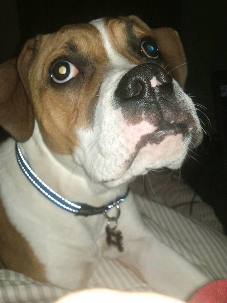 Amerikansk bulldog bubbi billede 3