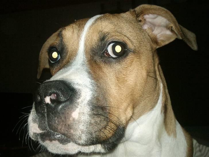 Amerikansk bulldog bubbi billede 4