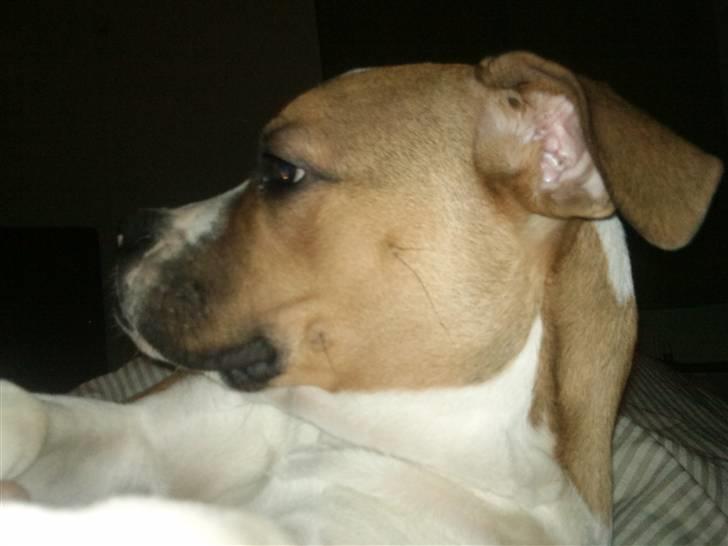Amerikansk bulldog bubbi billede 5