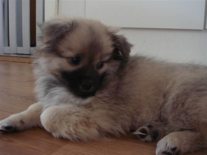 Blanding af racer Bailey billede 1