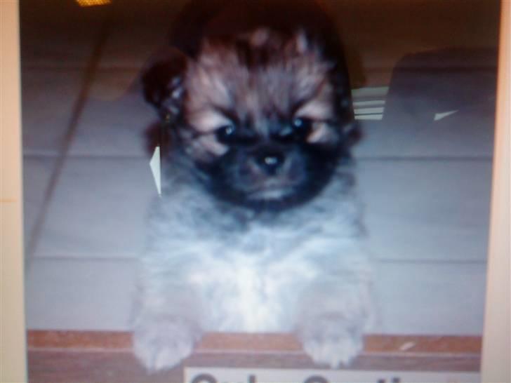 Blanding af racer Bailey - 4 mdr. gammel billede 2