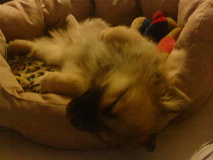 Blanding af racer Bailey - sov dejligt den første nat billede 3