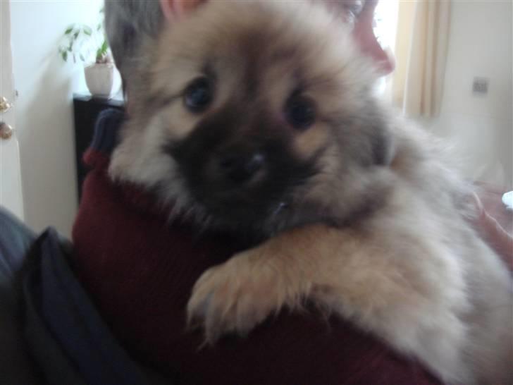 Blanding af racer Bailey - Var lidt nervøs da han skulle med hjem billede 4