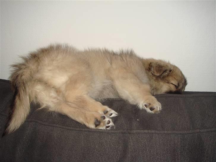 Blanding af racer Bailey - Dejligt at sove på ryglænet billede 5