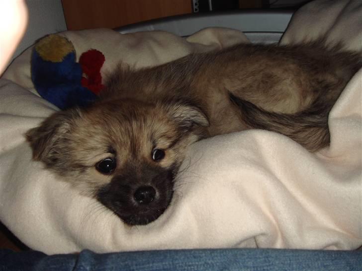 Blanding af racer Bailey - Skønt med en blød kurv billede 6