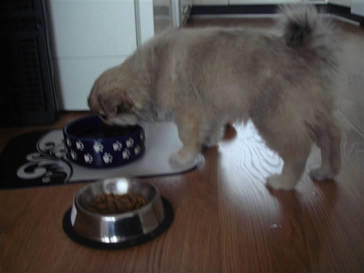 Blanding af racer Bailey billede 7