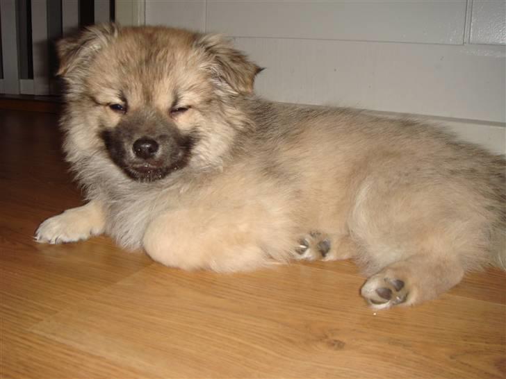 Blanding af racer Bailey billede 8