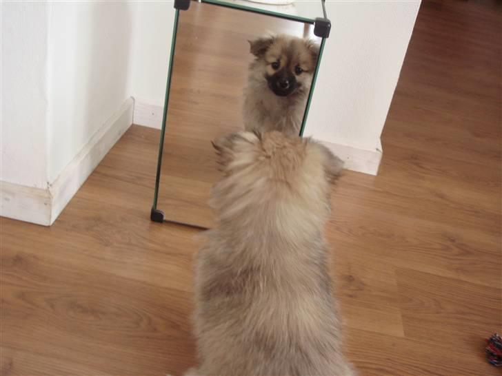 Blanding af racer Bailey - Hov... Hvem er dog det?!.. billede 9