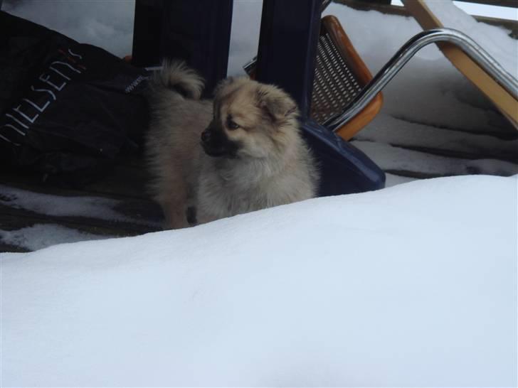 Blanding af racer Bailey - Leger i sneen billede 10