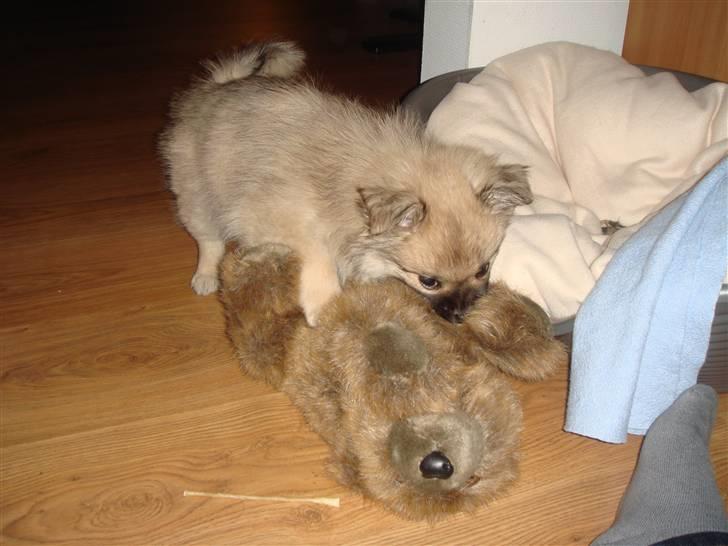 Blanding af racer Bailey - Dejligt med en bamse billede 11