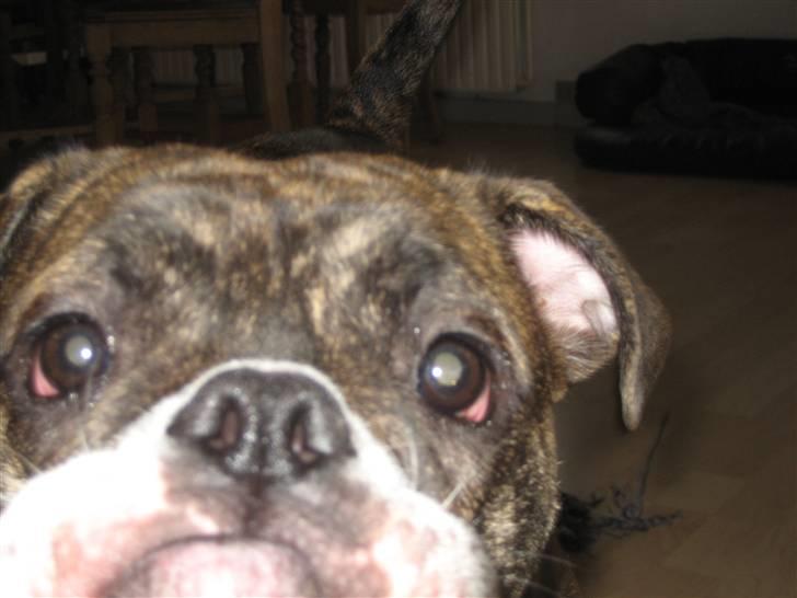 Olde english bulldogge spanger´s Babyface.(ATILA - så kom man da hvist lige lidt tæt på....vuf billede 17