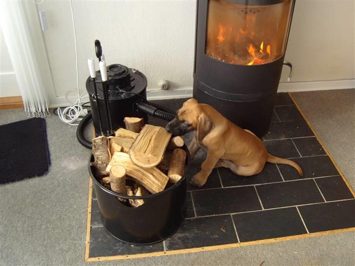Grand danois Soffi  RIP - eeelsker at pille i brændet, eller tage det med hen på madrassen, men den her er vist liiidt for stor. billede 4