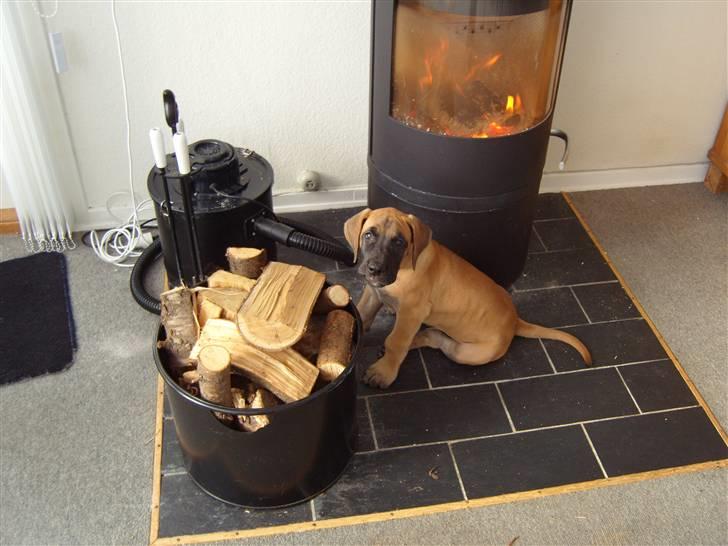 Grand danois Soffi  RIP - hva´ siger du? - må jeg heller ikke det? !!! billede 5