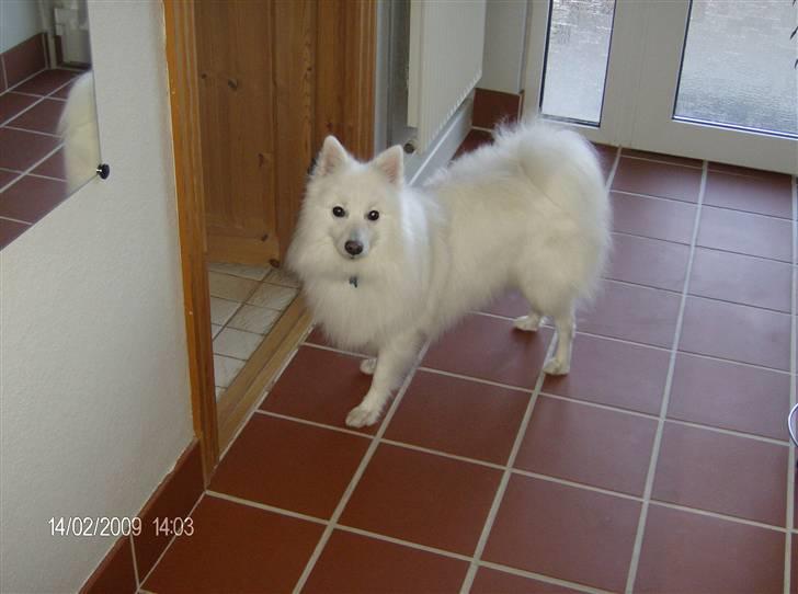 Japansk spids kato - nu må han snart være færdig vi skal ud at gå billede 1