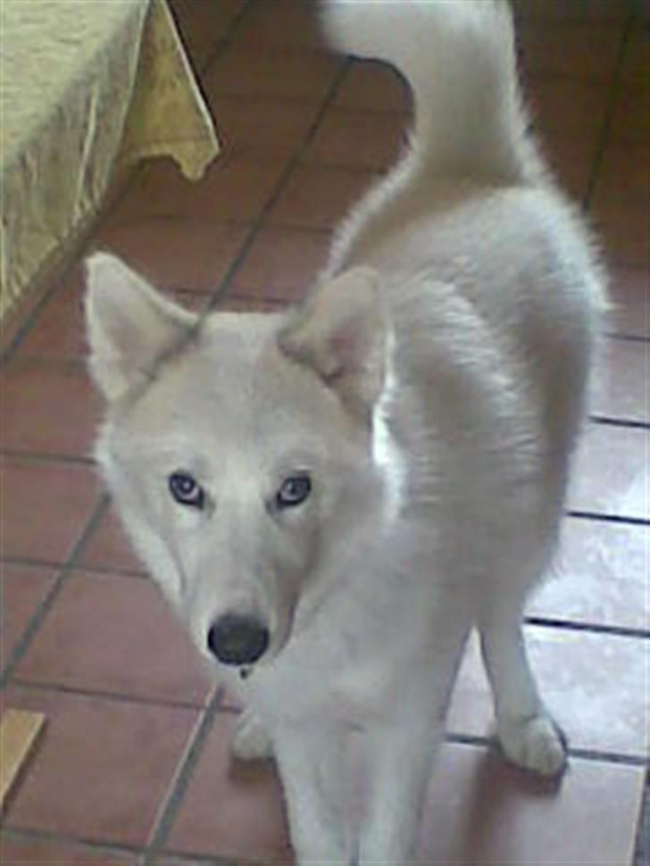 Grønlandshund Malik billede 1