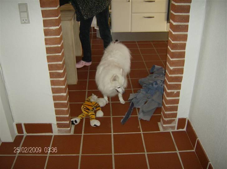 Japansk spids kato - hvilken bamse skal jeg lege med idag billede 2