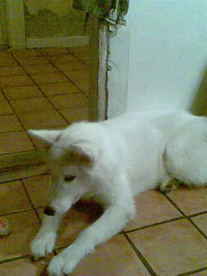 Grønlandshund Malik billede 5