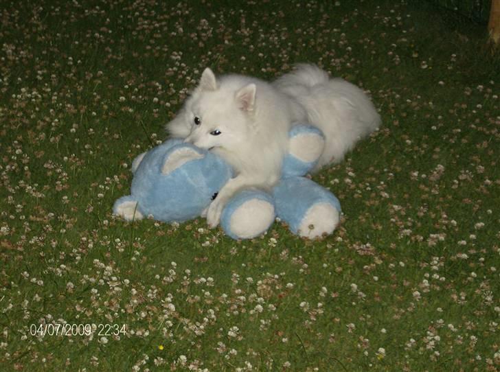 Japansk spids kato - skønt med en lille lur på græsplænen sammen sin bedste bamseven billede 4