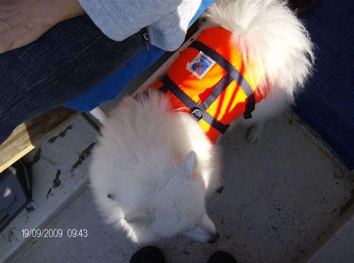 Japansk spids kato - hurra jeg skal med far ud at sejle .men så skal jeg ha redningsvest på øv billede 5