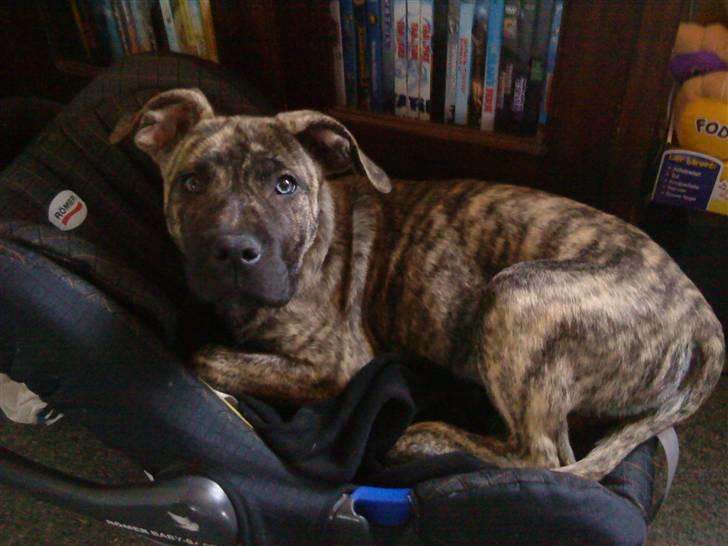 Dogo canario Kenya billede 15