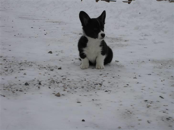 Welsh corgi cardigan Faarups incredible Albert billede 5