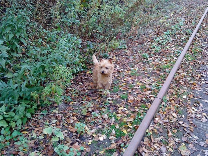 Cairn terrier **Mickey** billede 15