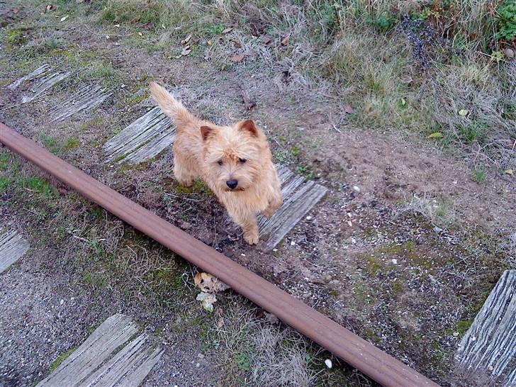 Cairn terrier **Mickey** billede 16
