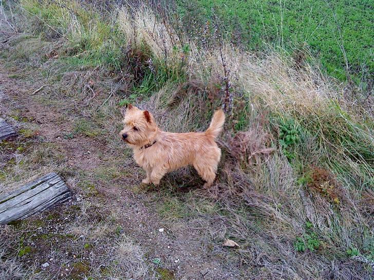 Cairn terrier **Mickey** billede 17