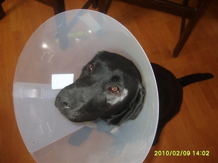 Labrador retriever Stacey, - Stacey taget samme dag som hun blev opereret i hendes øje. billede 11