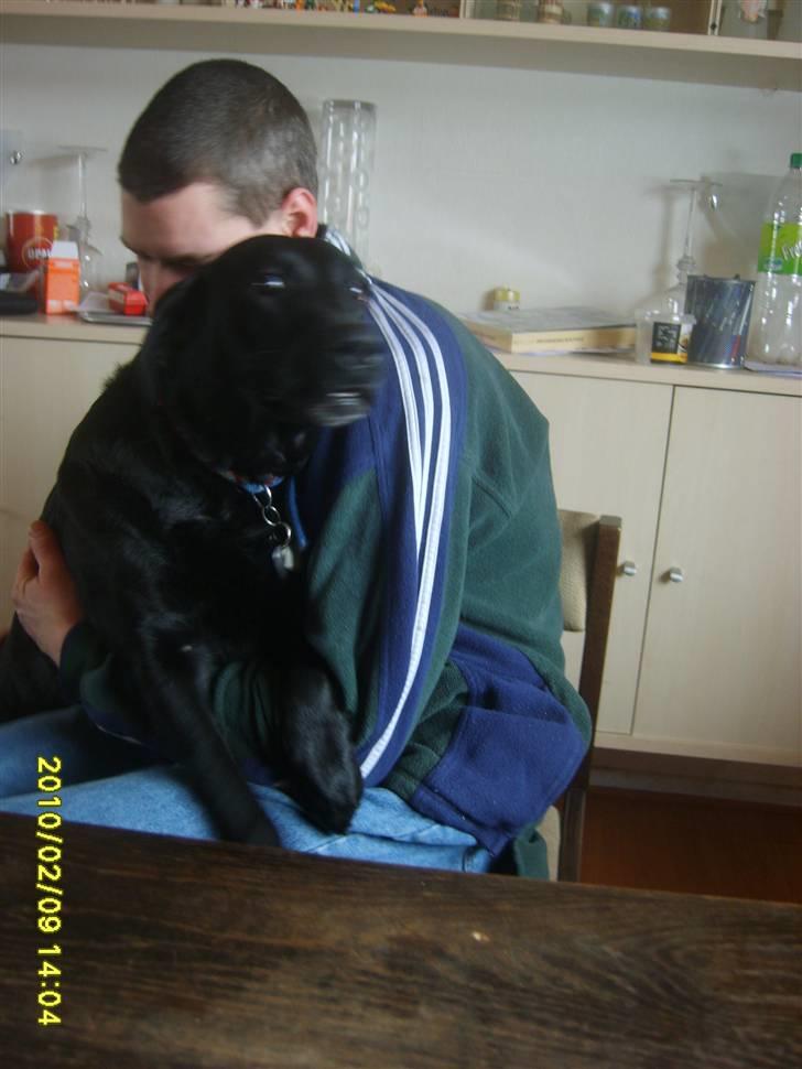 Labrador retriever Sandy. - Sandy og Min Mand. :) Taget i dag, er det nyeste billede billede 17