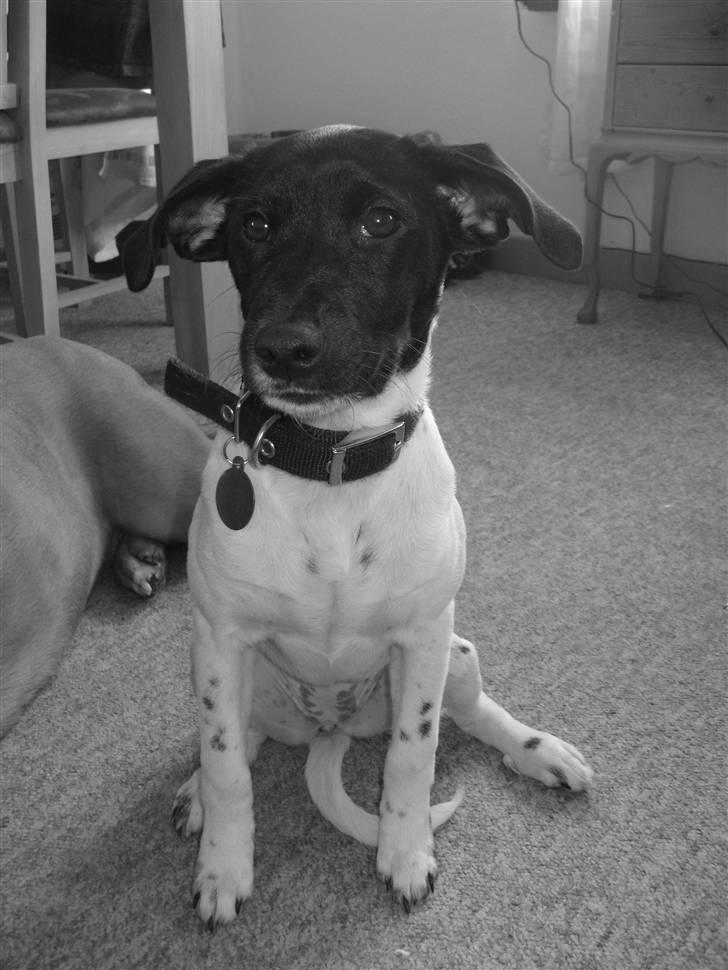 Glathåret foxterrier Missy billede 2