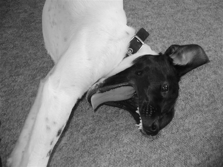 Glathåret foxterrier Missy billede 3