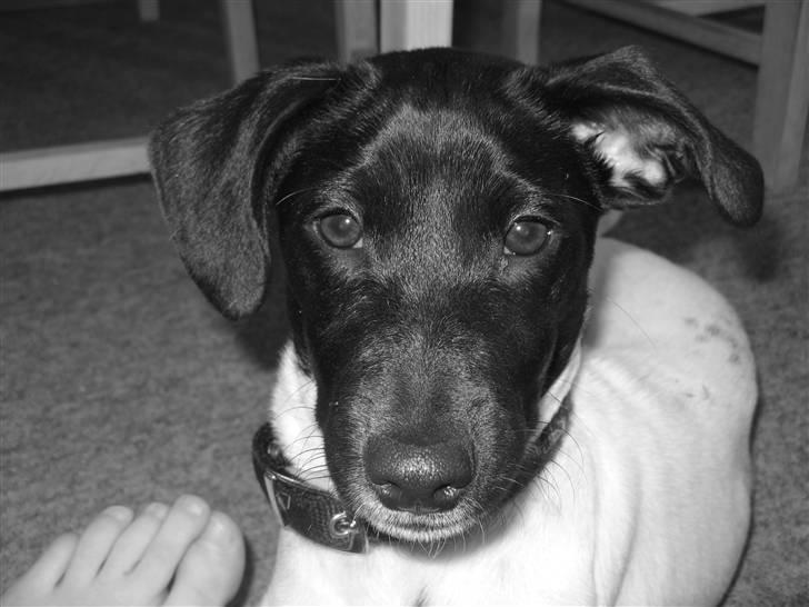 Glathåret foxterrier Missy billede 4