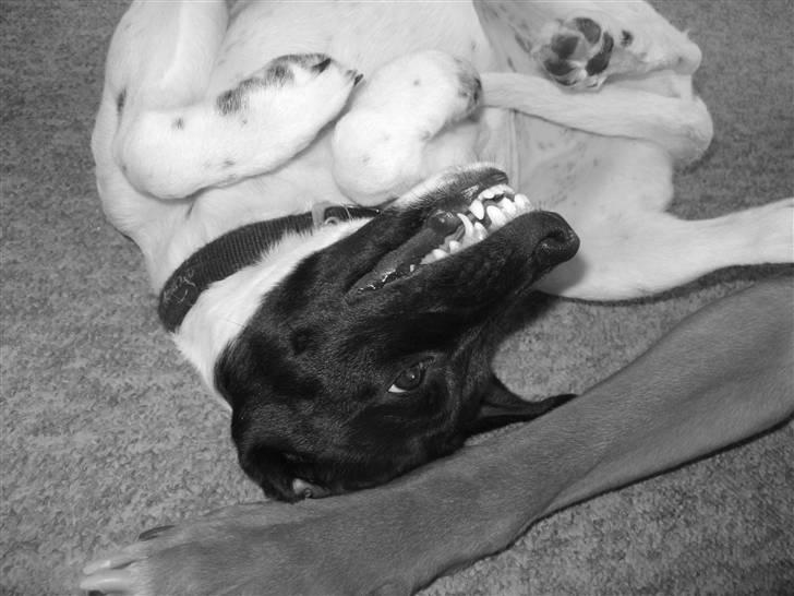 Glathåret foxterrier Missy billede 5