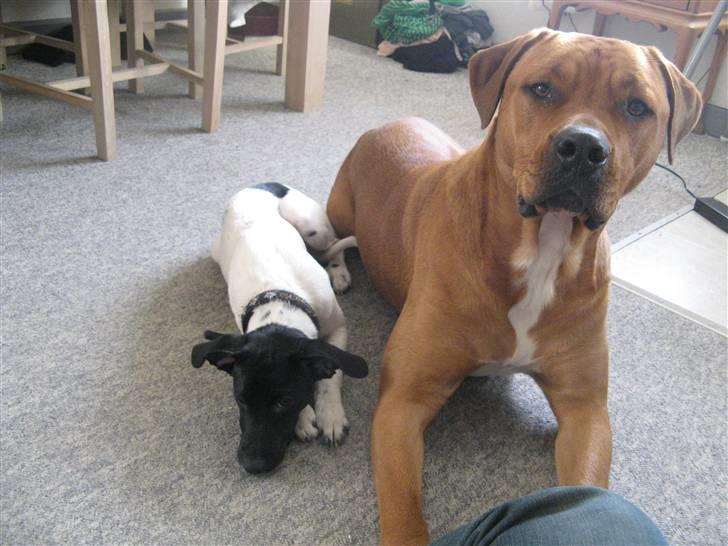 Glathåret foxterrier Missy billede 6