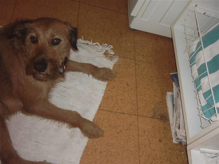 Blanding af racer Sofie (familie'hund) billede 1