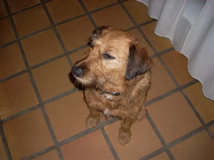 Blanding af racer Sofie (familie'hund) billede 2